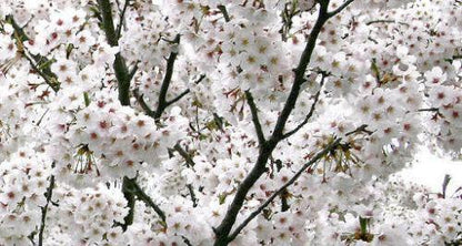 5 Yoshino Cherry Tree Seeds
