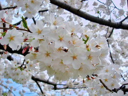 5 Yoshino Cherry Tree Seeds