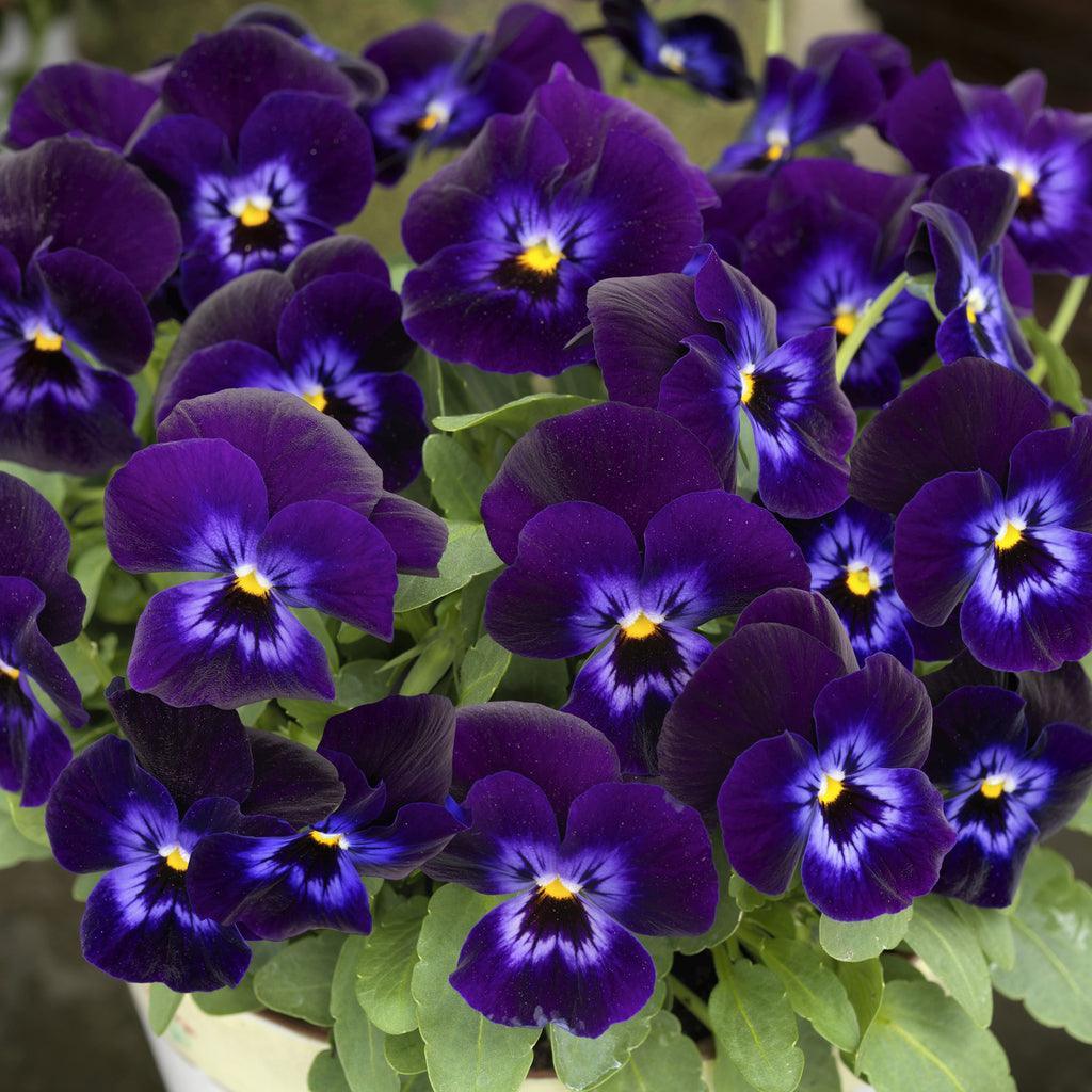 50 Admiration - Viola Seeds