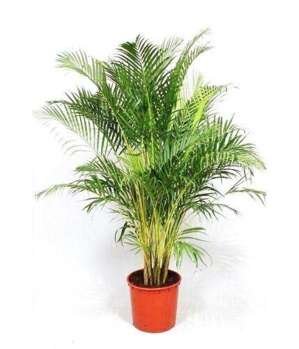 50 Areca Palm (Dypsis Lutescens) Seeds