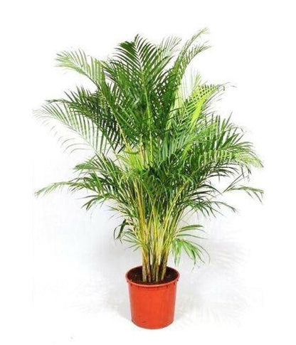 50 Areca Palm (Dypsis Lutescens) Seeds