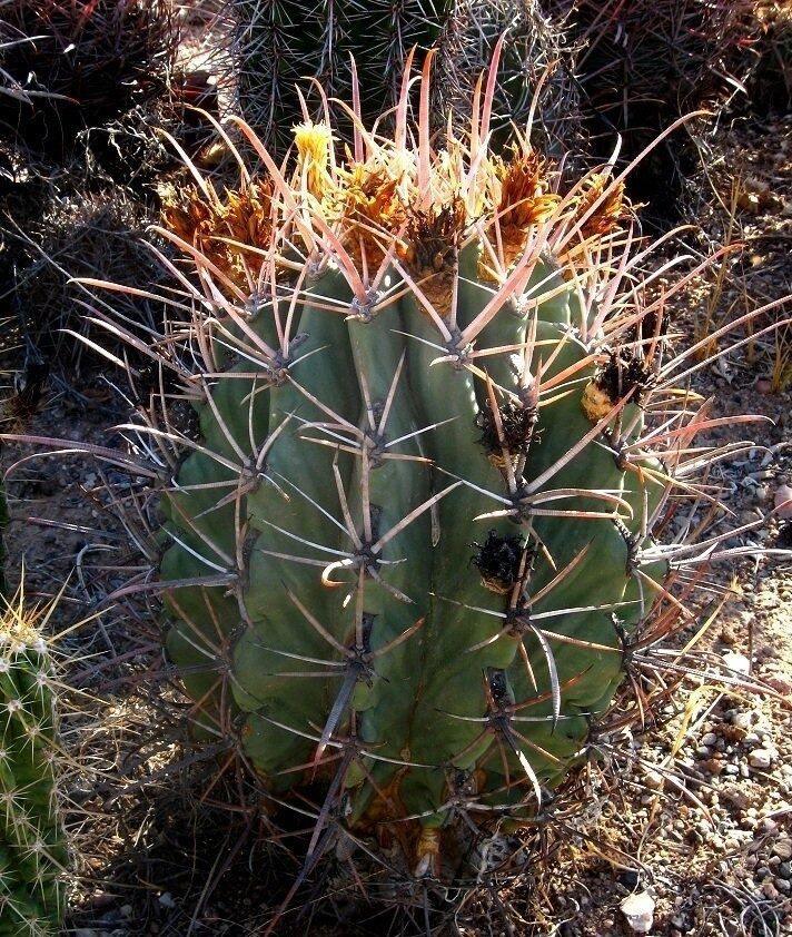 50 Arizona Barrel Cactus Seeds