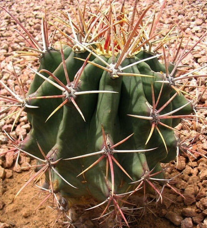 50 Arizona Barrel Cactus Seeds