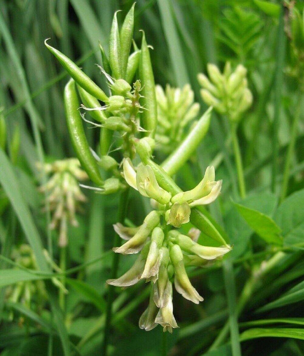 50 Astragalus Membranaceus Seeds