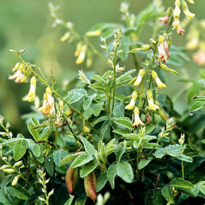 50 Astragalus Membranaceus Seeds