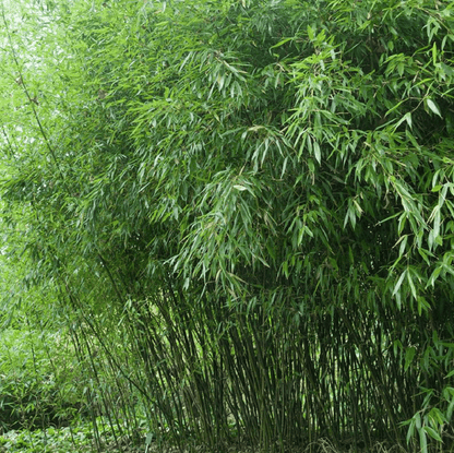 50 Bissetii Bamboo Seeds
