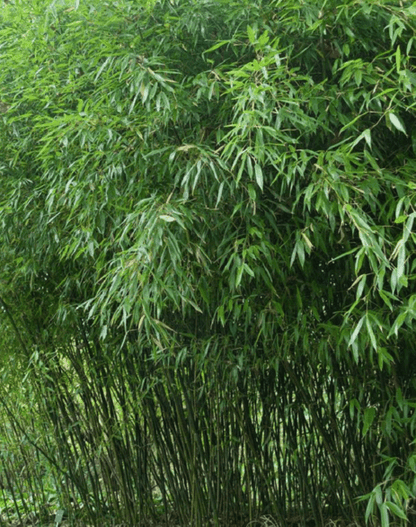 50 Bissetii Bamboo Seeds