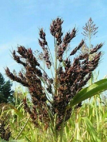 50 Black Amber Cane Sorgham Seeds