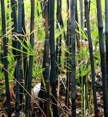 50 Black Bamboo Seeds | Privacy Plant Garden Exotic Shade