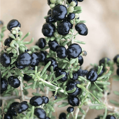 50 Black Goji Berry Seeds