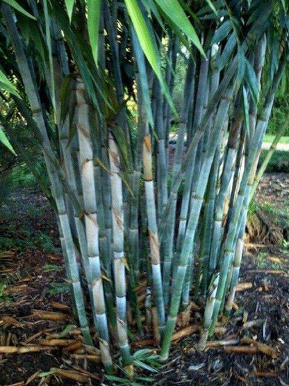 50 Blue Bamboo Seeds