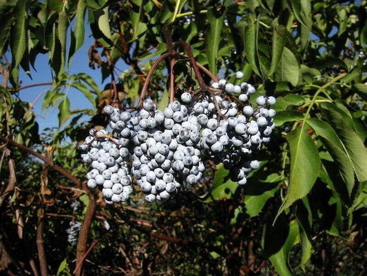 50 Blue Elderberry Seeds