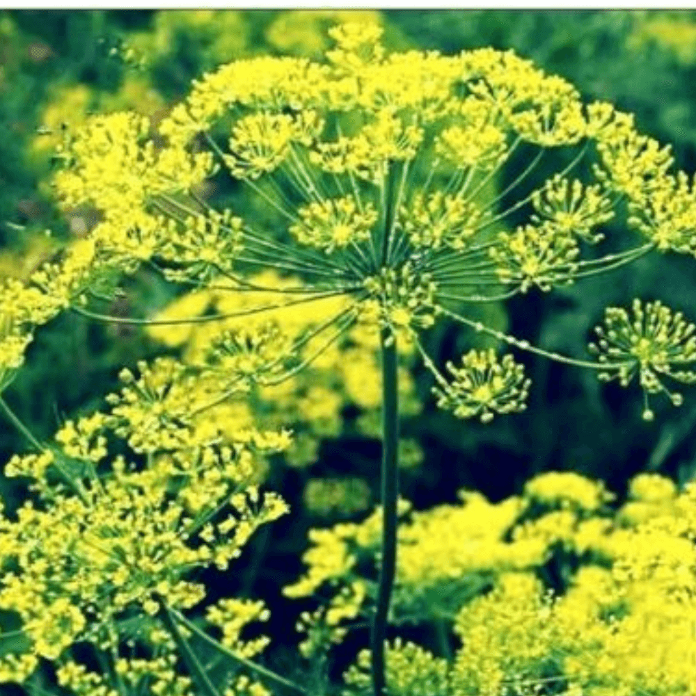 50 Bouquet Dill Seeds | NON-GMO | Heirloom