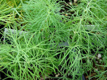 50 Bouquet Dill Seeds | NON-GMO | Heirloom