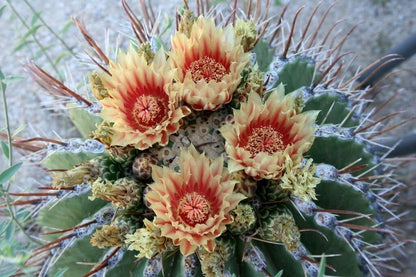 50 Cactus Mix Succulent Flower Seeds