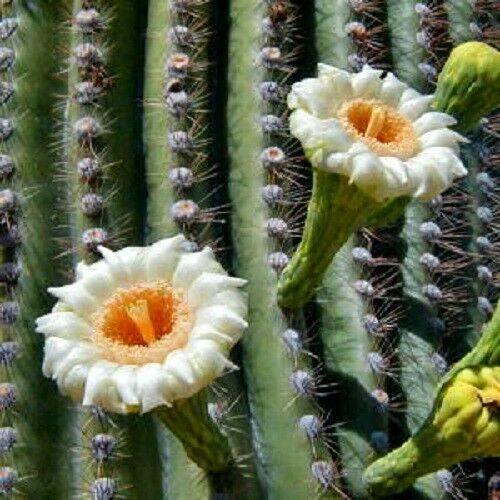 50 Cactus Mix Succulent Flower Seeds