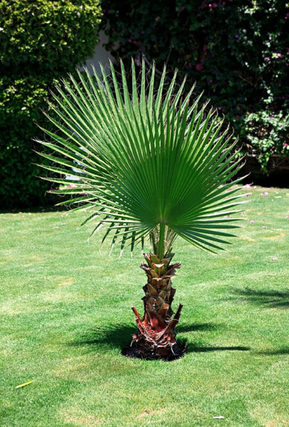 50+ California Fan Palm Tree Seeds (Washingtonia Filifera)