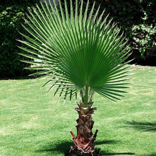 50 California Fan Palm Tree Seeds - Washingtonia Filifera