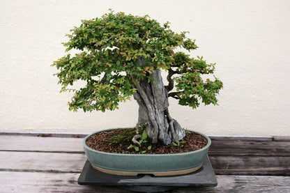 50 Chinese Elm Tree Seeds (Ulmus Parvifolia) Seeds