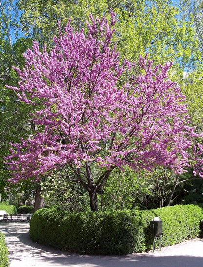 50 Chinese Redbud (Cercis Chinensis) Seeds