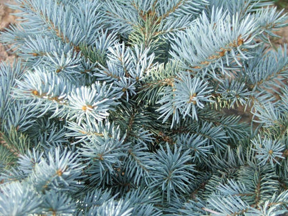 50 Colorado Blue Spruce Seeds - Picea Pungens Tree