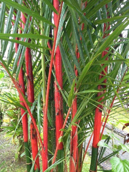 50 Costa Rico Red Moso Bamboo Seeds
