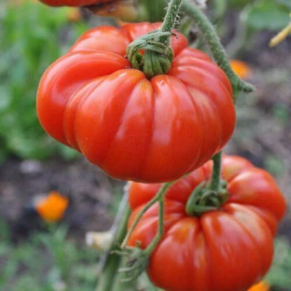 50 Coustralee Tomato Seeds