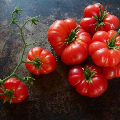 50 Coustralee Tomato Seeds