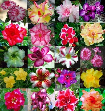 50 Desert Rose Seeds | Mixed Colors & Varieties