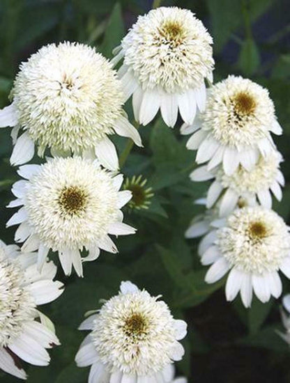 50 Double White Coneflower Seeds