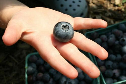 50 Dryland Blueberry Seeds