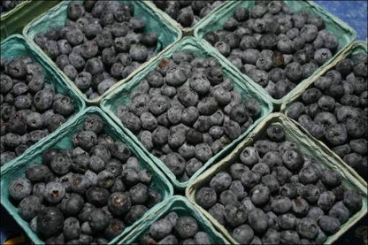 50 Dryland Blueberry Seeds