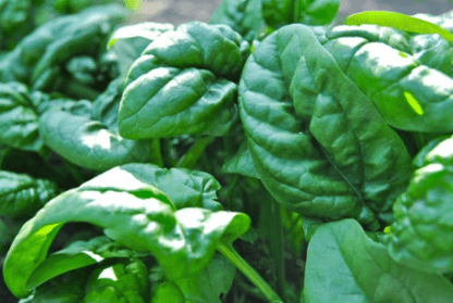 50 Early No. 7 Spinach Seeds