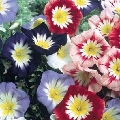 50 Ensign Mix - Morning Glory Seeds