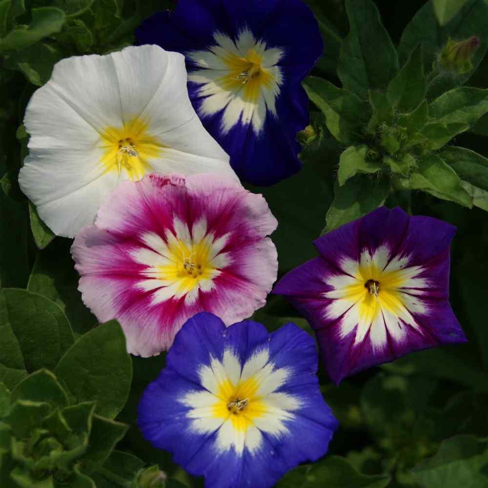 50 Ensign Mix - Morning Glory Seeds