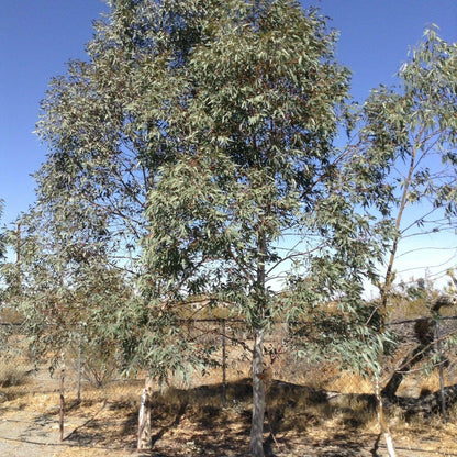 50 Eucalyptus Tree Seeds