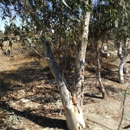 50 Eucalyptus Tree Seeds