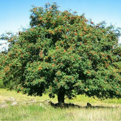 50 European Mountain Ash Tree Seeds