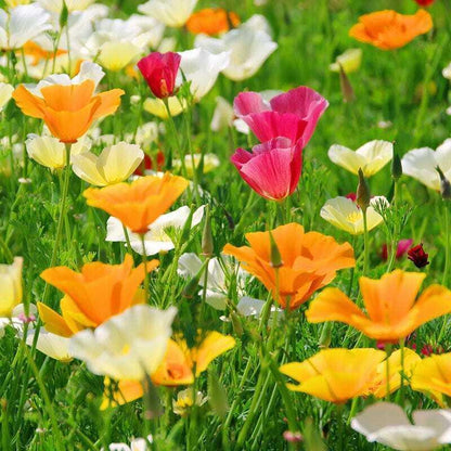 50 Flower Poppy California Seeds
