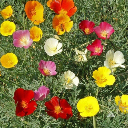 50 Flower Poppy California Seeds