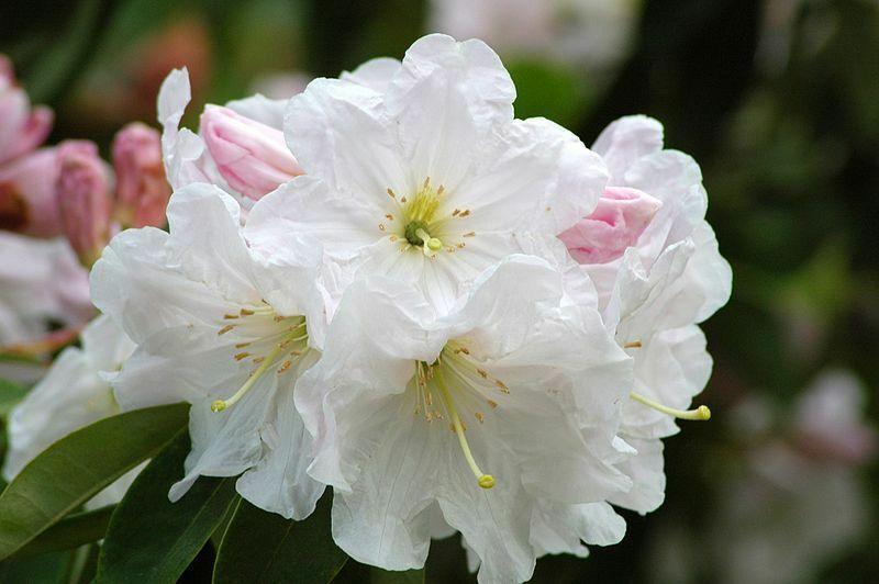 50 Fortune Rhododendron Seeds