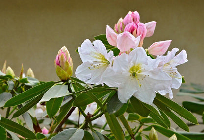 50 Fortune Rhododendron Seeds