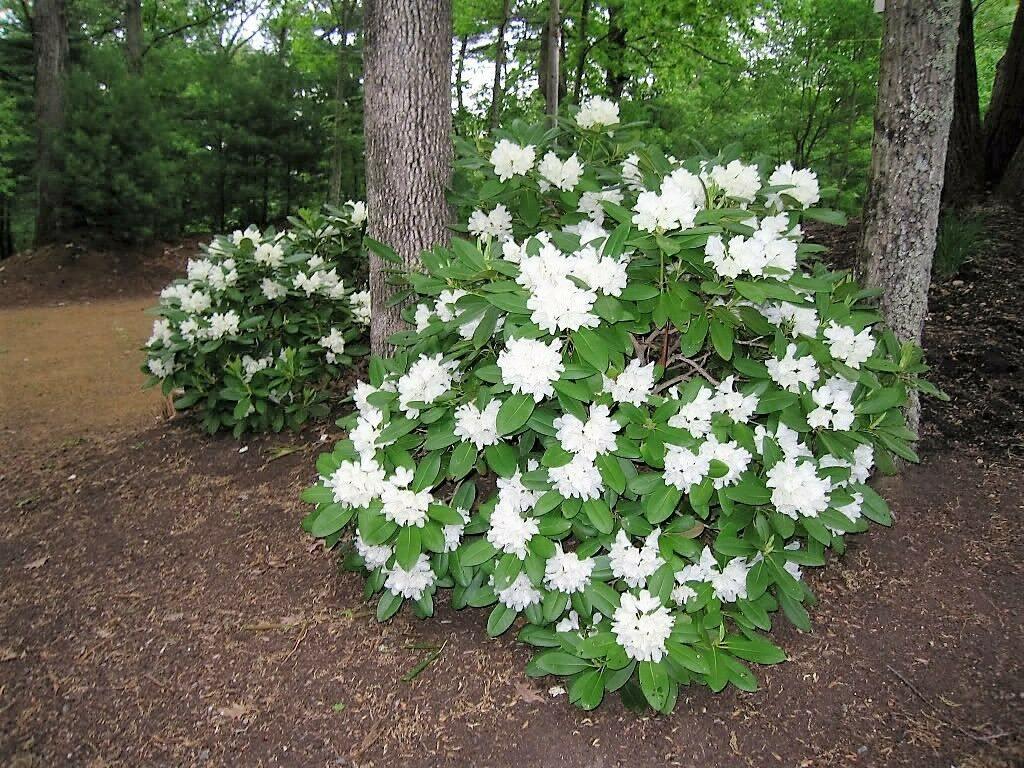 50  Fortune Rhododendron Seeds