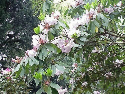 50  Fortune Rhododendron Seeds