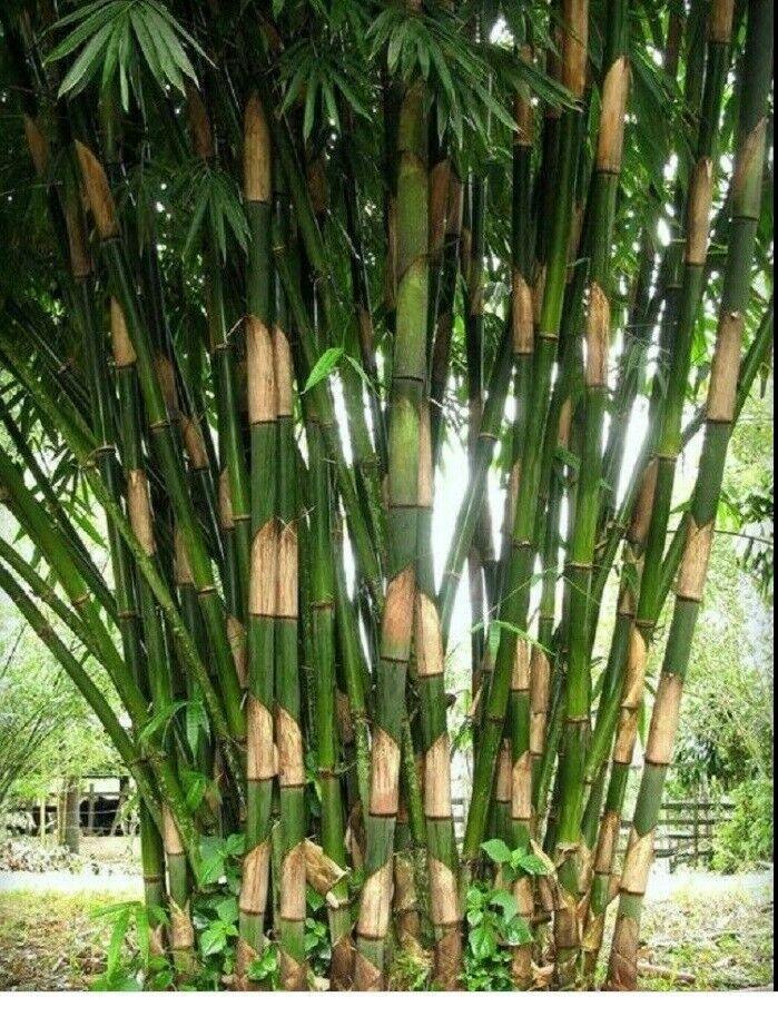 50 Giant Atter Bamboo Seeds