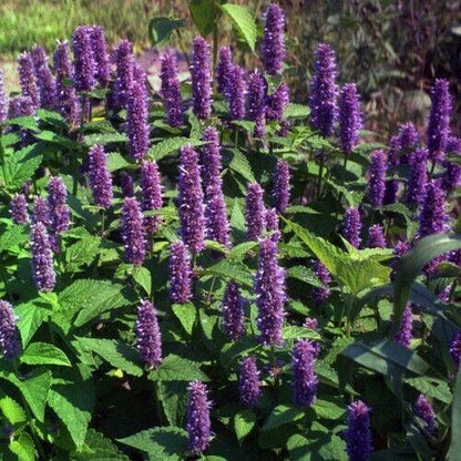 50 Giant Hyssop Lavender Blue Flower Seeds