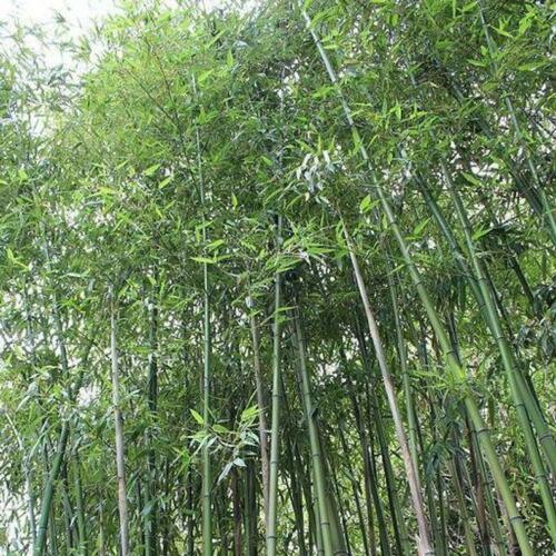 50 Giant Japanese Timber Bamboo Seeds