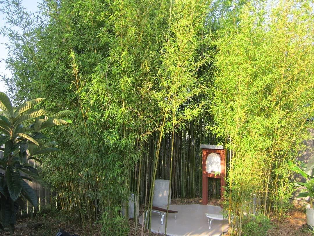 50 Giant Japanese Timber Bamboo Seeds
