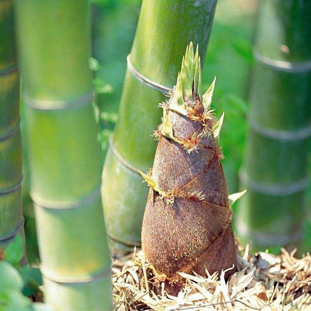 50 Giant Moso Bamboo Seeds - Phyllostachys Edulis