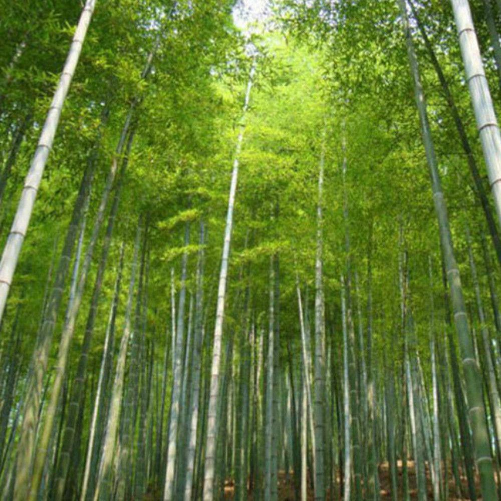 50 Giant Moso Bamboo Seeds - Phyllostachys Edulis